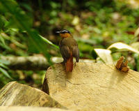 灰翅歌鵖 灰翅歌鵖