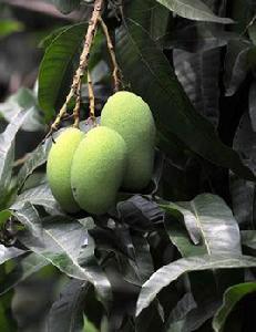 青芒果[水果品種]