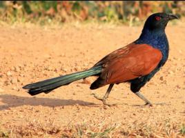 褐翅鴉鵑 褐翅鴉鵑