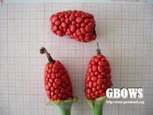 黃花補血草[黃花補血草]