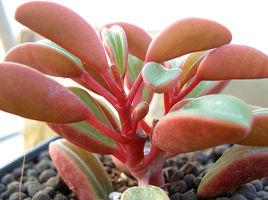 紅背椒草 紅背椒草