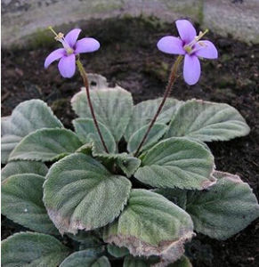 細筒苣苔 細筒苣苔