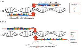 基因飛彈 基因飛彈