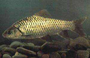 烏江青波魚 烏江青波魚