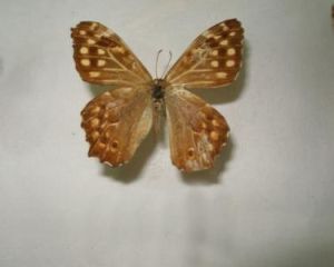 田園蔭眼蝶 田園蔭眼蝶