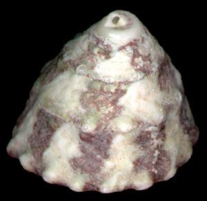 齒輪鐘螺 齒輪鐘螺