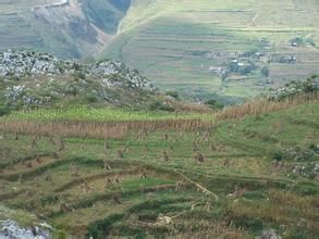 營盤苗族彝族白族鄉 營盤苗族彝族白族鄉