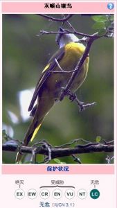 灰喉山椒鳥華南亞種