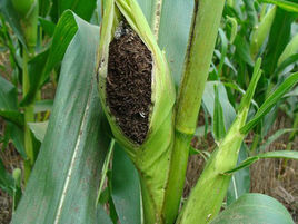 高粱絲黑穗病 高粱絲黑穗病