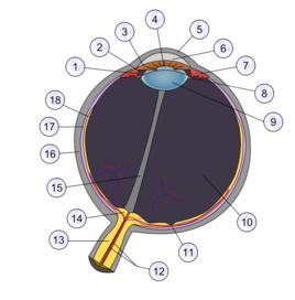 眼科學[科學種類]