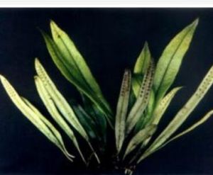 狹帶瓦韋 狹帶瓦韋