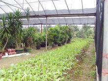 老鴨山莊休閒度假村