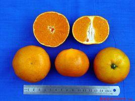 宮川溫州蜜柑 宮川溫州蜜柑