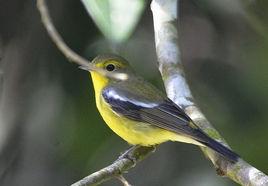 綠背姬鶲 綠背姬鶲