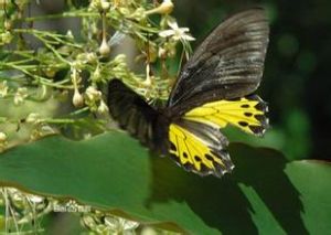 伊薩拉裳鳳蝶 伊薩拉裳鳳蝶