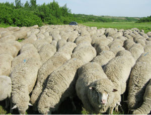 呼倫貝爾細毛羊 呼倫貝爾細毛羊