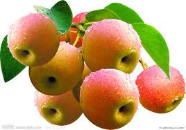 南果梨[千山南山什司縣南果梨]