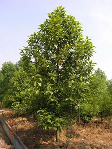 深山木天廖 深山木天廖