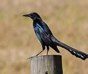 寬尾擬八哥 寬尾擬八哥