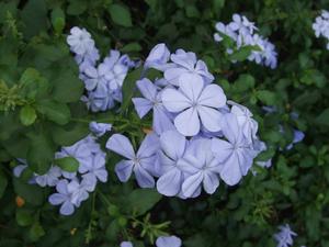 藍雪花[藍雪花]