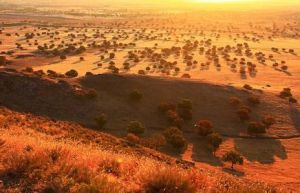 代欽塔拉五角楓旅遊景區 代欽塔拉五角楓旅遊景區