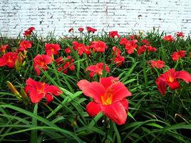 紅寶石[薔薇屬自然變異品種]