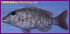 麗鰭裸頰鯛 麗鰭裸頰鯛