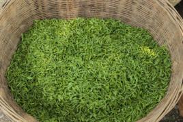 金山時雨 金山時雨