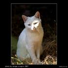 《流浪貓的愛情》