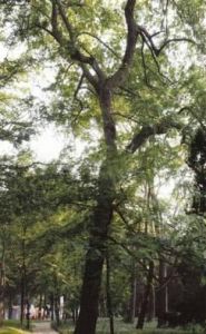 北美肥皂莢 北美肥皂莢