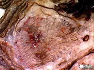 分泌組織 分泌組織