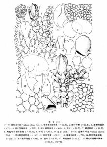 楔形耳葉苔 楔形耳葉苔