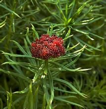 裂葉紅景天 裂葉紅景天