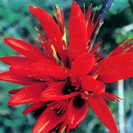 刺桐花[福建省泉州市的市花和湖南省益陽市市花]