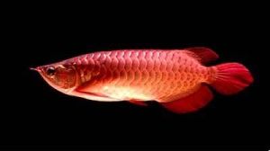 紅龍魚