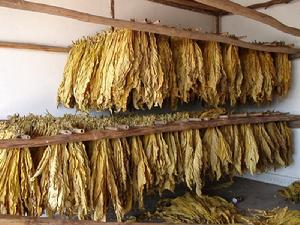 大瓦鍋村特色產業-烤菸