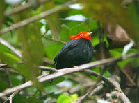 紅角嬌鶲 紅角嬌鶲