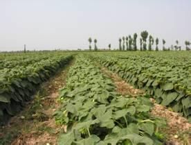 赤葵雜三號 赤葵雜三號