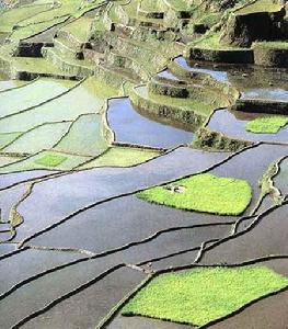 科迪勒拉水稻梯田
