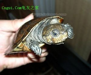 馬達加斯加大頭側頸龜