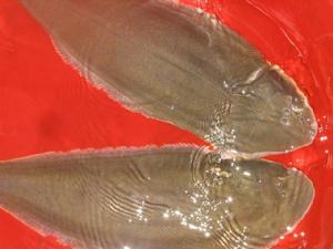 汪子島鰨麻魚 汪子島鰨麻魚