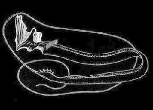 鞭尾魚 Stylephorus chordatus