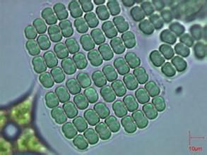 透明藍絲藻 透明藍絲藻