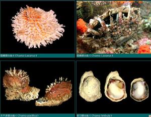 猿頭蛤科 Chrmidae