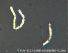 產酸克雷伯菌 產酸克雷伯菌