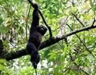 白眉長臂猿
