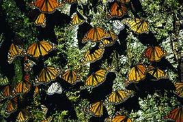 黑脈金斑蝶生態保護區