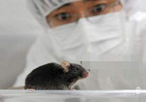 唱歌老鼠 唱歌老鼠