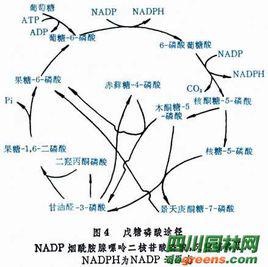 PPP[戊糖磷酸途徑pentose phosphate pathway]