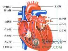高動力性循環狀態 高動力性循環狀態